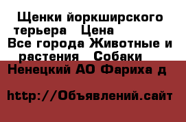 Щенки йоркширского терьера › Цена ­ 20 000 - Все города Животные и растения » Собаки   . Ненецкий АО,Фариха д.